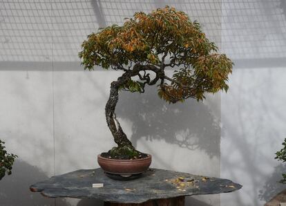 Albaricoque japonés 'Prunus mume (Siebold & Zucc.)'.