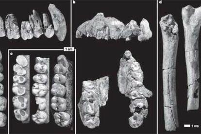 Nuevos fósiles de <i>Australophitecus anamensis</i> junto a un fémur de <i>Lucy</i> (a la derecha).