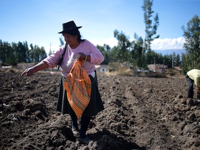 Una habitante de Ayacucho, Peru, planta maíz el lunes 19 de diciembre de 2022.