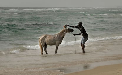 Un hombre lava a su caballo en la playa de Guet Ndar.