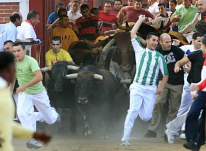 Los primeros corredores entran en la plaza de toros en el último encierro, ayer, de las fiestas de San Sebastián de los Reyes.