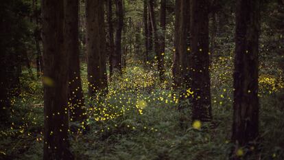 Luciérnagas en un bosque.