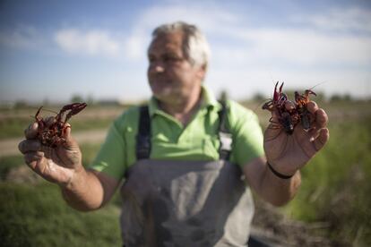 Francisco Galera, pescador desde hace 35 años, sostiene un cangrejo rojo en cada mano. Galera, que tiene 57 años, vive de la pesca de este animal desde que terminó la mili en la localidad sevillana de Isla Mayor. Una sentencia del Supremo prohibirá la comercialización de esta especie invasora en cuanto se publique en el Boletín Oficial del Estado.