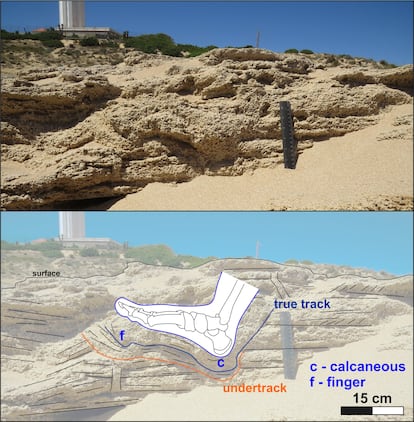 A Neanderthal footprint found in Trafalgar.