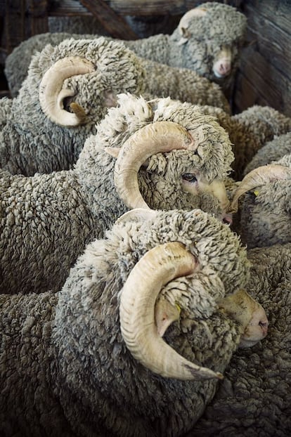 Rebaño de ovejas merinas de Nueva Zelanda.