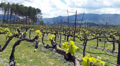 Aspecto de una de las plantaciones que integran la iniciativa 