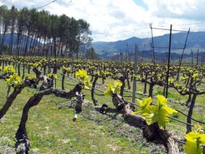 Aspecto de una de las plantaciones que integran la iniciativa 