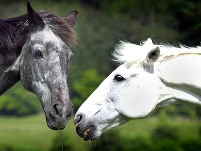 Caballos en un festival en Buckinghamshire, Inglaterra.