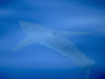 Biologists consulted by this newspaper say it is more likely to be a shortfin mako shark, which also grows to a large size