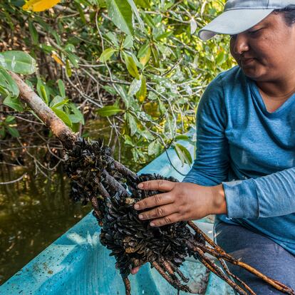 Araceli García Vásquez, 31 años, enseña la gran cantidad de almeja tichinda que se encuentra en la laguna y que corren el riesgo de contaminación.