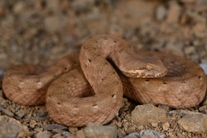 Serpiente perteneciente a la familia Lamprophiidae ('Ditypophis vivax').