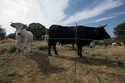 Las vacas dentro del pastor eléctrico (cable electrificado) que evita que se desperdiguen.   