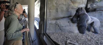 La científica Jane Goodall observa a uno de los gorilas del Bioparc de Valencia.