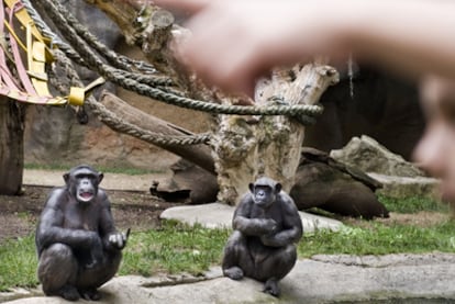 Chimpances, en el zoo de Barcelona.