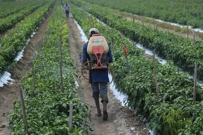 Pesticidas en México