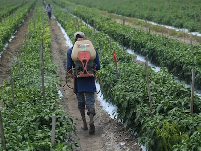 Un agricultor rocía con pesticidas una cosecha en Tanhuato, Michoacán, en agosto de 2017.