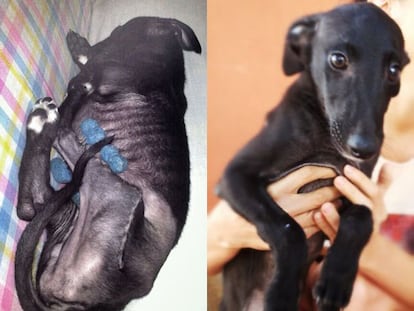 El galgo balón y otras historias sin razón