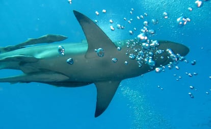 Imagen de un tiburon en aguas de Durban (Sudáfrica).