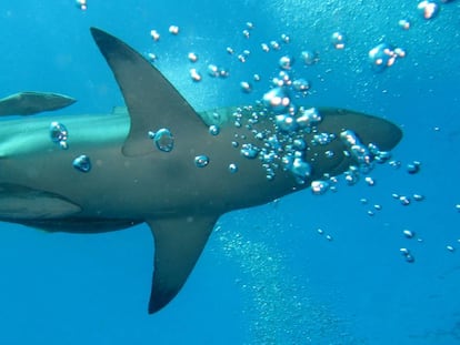 Imagen de un tiburon en aguas de Durban (Sudáfrica).