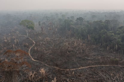 Amazonas area devastada por la tala