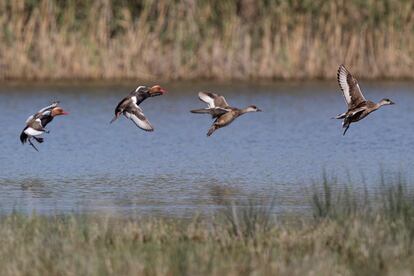 Aves en el delta del Llobregat.