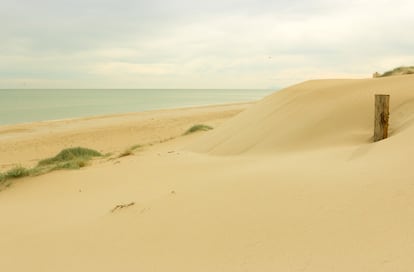 Un ecosistema de dunas litorales perteneciente al parque natural de la Albufera y la playa de la Devesa, que está protegida en el tramo que coincide con la extensión del parador de El Saler.