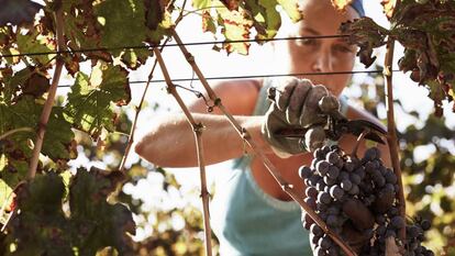 La realidad de la mujer en el sector agrario: más paro y sin cotizar por su trabajo