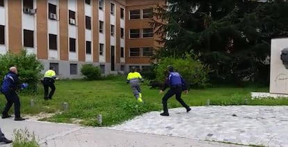 A wild boar seen in the Madrid neighborhood of Ciudad Universitaria during the coronavirus quarantine.