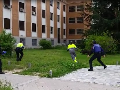 A wild boar seen in the Madrid neighborhood of Ciudad Universitaria during the coronavirus quarantine.