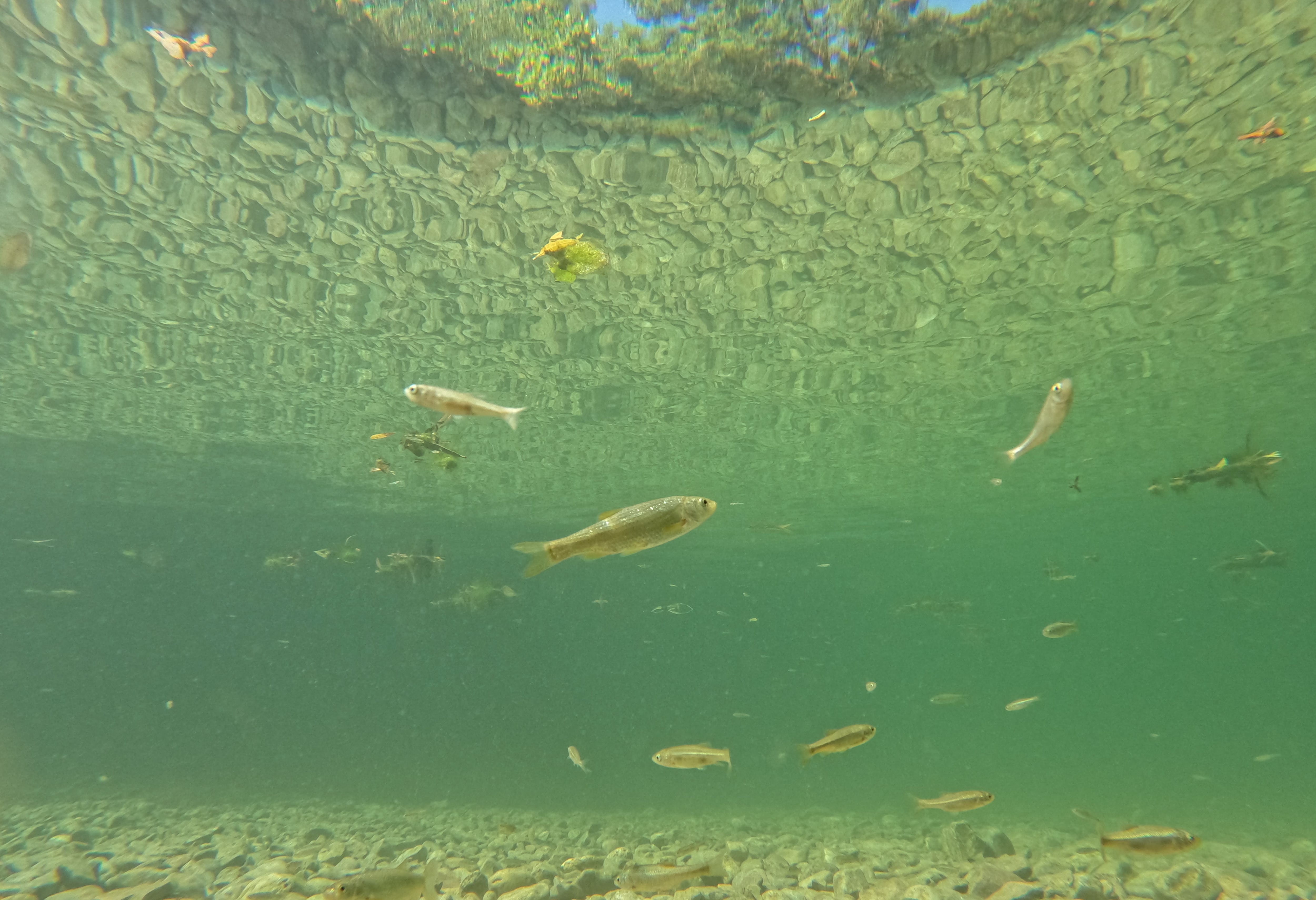 Varios peces nadan en las aguas del río Turón (Málaga).