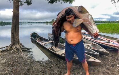 Con un paiche de 80 kilos a los hombros, listo para el despiece.