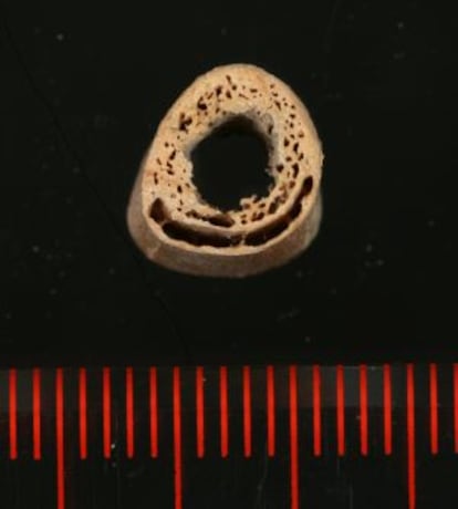 Sección de un húmero del humano de Siberia de hace 24.000 años denominado MA-1.