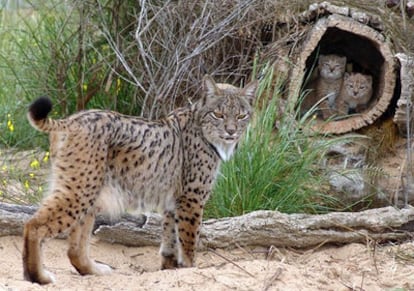 La hembra de lince ibérico <i>Saliega</i>, junto a sus crías <i>Castañuela</i> y <i>Camarina</i>, que nacieron en cautividad en el centro El Acebuche de Doñana, en una fotografía de 2007.