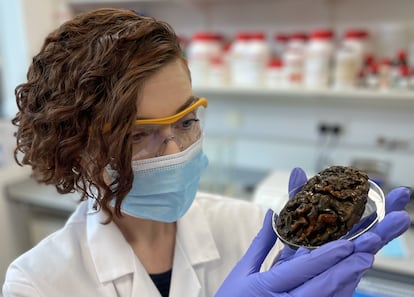 La antropóloga forense Alexandra Morton-Hayward sostiene un cerebro que tiene más de 1.000 años
