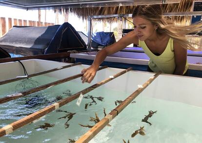 La bióloga marina Macarena Blanco toma datos en uno de los tanques de genética del Coral Lab de playa Bávaro.