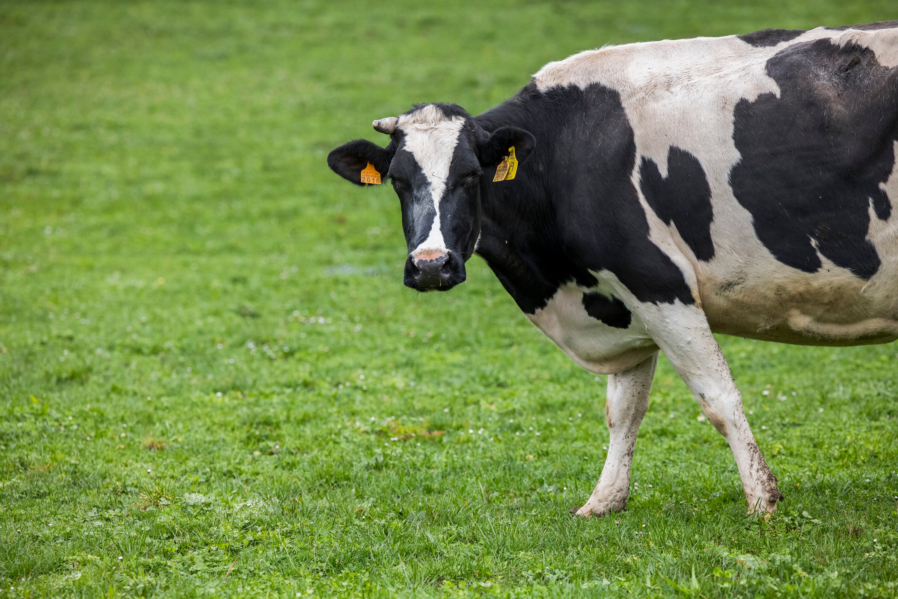 Una vaca pasta en la explotación ganadera Casa da Cursicada, situada en Arzúa (A Coruña).