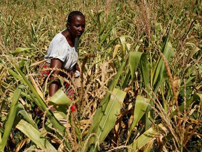Una mujer observa una cosecha estropeada de maíz, el pasado marzo, en Zimbabue.