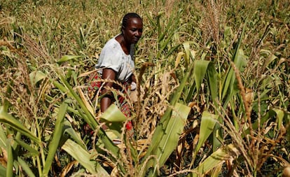 Una mujer observa una cosecha estropeada de maíz, el pasado marzo, en Zimbabue.