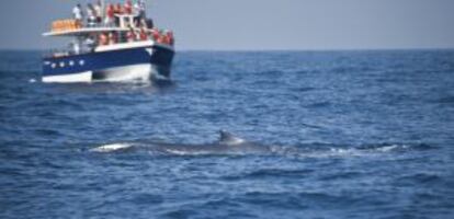 Avistamiento de ballenas azules en Mirissa, en la costa sur de Sri Lanka.