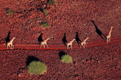 Una manada de jirafas en Namibia, país africano que ocupa una superficie casi el doble de grande que la de España y cuenta con dos millones de habitantes. Tiene frontera con Angola, Zambia, Botsuana y Sudáfrica.