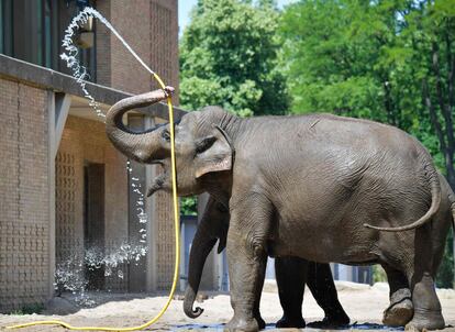 Un elefante asiático se moja con una manguera en el zoo de Berlín, Alemania, el 25 de junio de 2019.