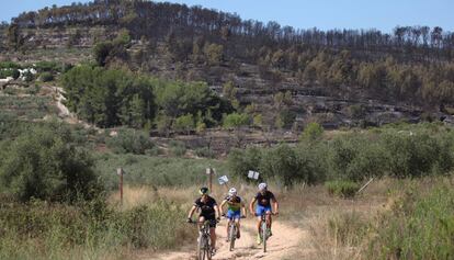 El bosc cremat per l&#039;incendi de la Pobla de Montorn&egrave;s. 