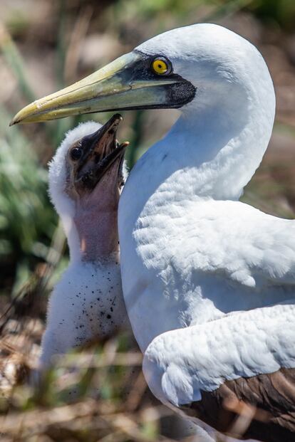 Na ilha Sirila, a de mais fácil acesso do arquipélago e conseguentemente a que concentra mais visitas, vivem colônias de aves marítimas conhecidas como atobás brancos, espécie ameaçada de extinção. Essas aves, que podem mergulhar até 10 metros de profundidade e se alimentam de peixes, só se reproduzem uma vez por ano. Abrolhos é um dos únicos quatro locais onde elas se reproduzem no Brasil.