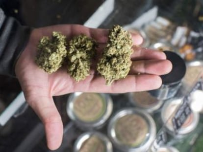 El comercio de cannabis para uso de ocio comienza el lunes en un estado con impacto global y 39 millones de habitantes