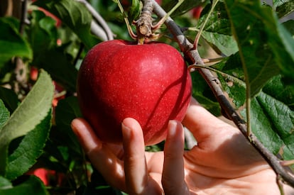 La nueva variedad de manzana Stellar.