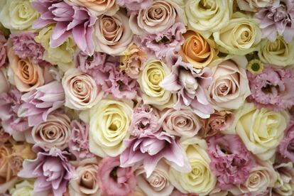 Detalle de unas flores holandesas expuestas en la Chelsea Flower Show de Londres.