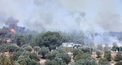 Incendio forestal en la ribera del Ebro, la semana pasada.