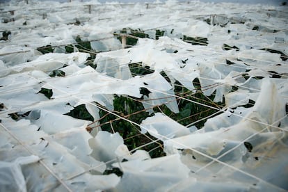 Daños por granizo en un invernadero de El Ejido, en 2024. 