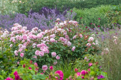 De fragancia afrutada, la Olivia Rose Austin (llamada así en honor de la nieta de David Austin) florece de manera excepcionalmente temprana hasta bien entrado el otoño.