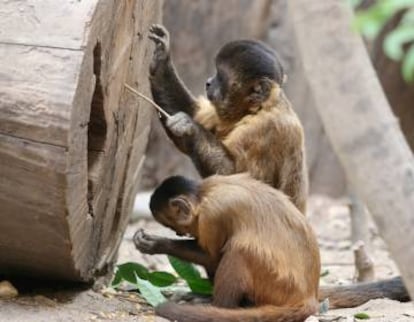 Capuchinos usando ramas como herramientas.